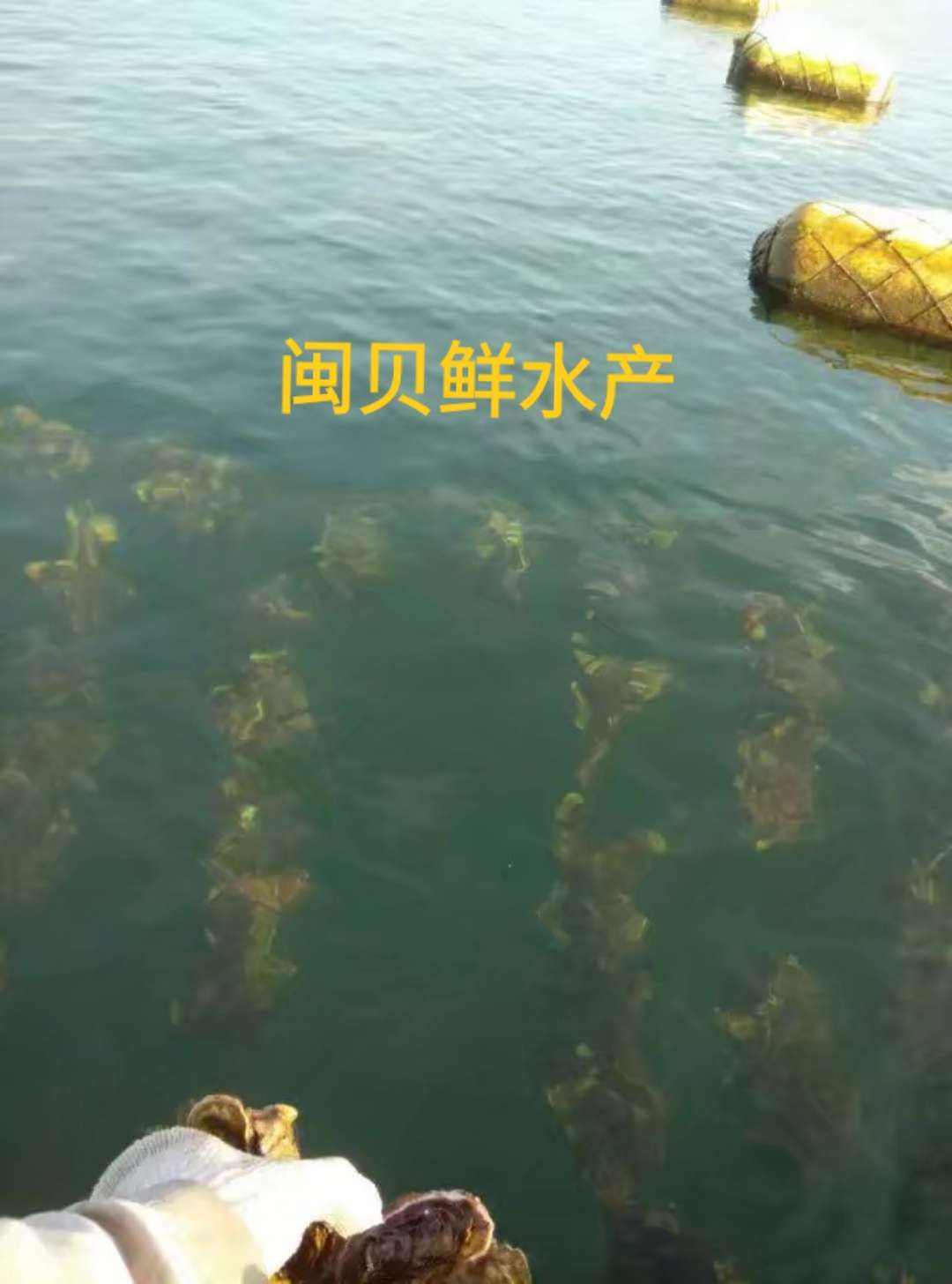 福建生蚝 福建诏安湾生蚝小包装4-5斤装 礼品装 家庭装 网红一口蚝