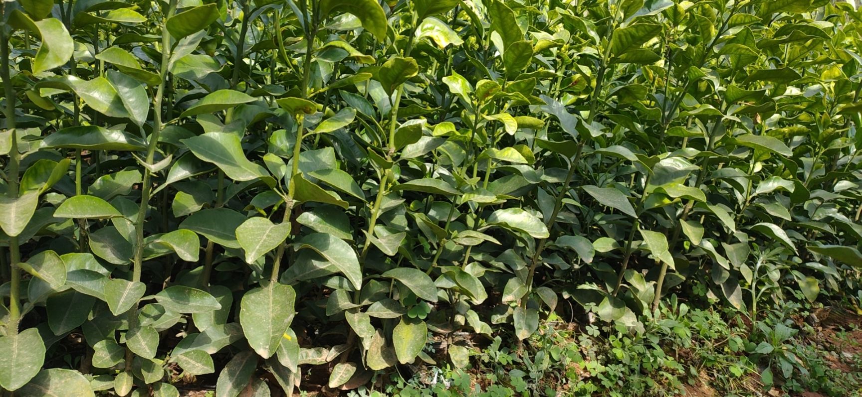 耙耙柑桔苗 耙耙柑