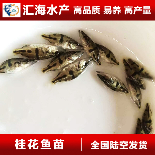 广州 2020头批鳜鱼苗 桂花鱼苗 翘嘴鳜鱼苗 汇海水产产地直供