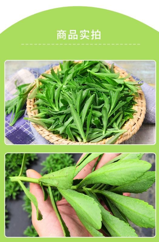 救心菜  宽叶费菜 无公害野菜，基地种植。二十多个野菜品种，
