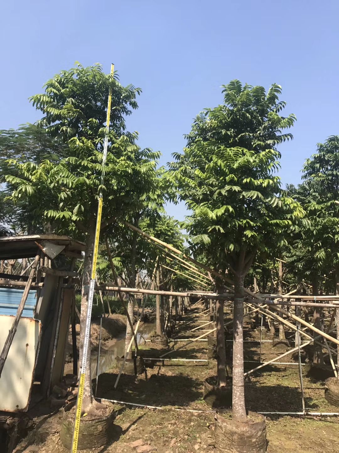 人面子树  批发自家仁面子（人面子）米径：12-15公分袋苗 假植苗
