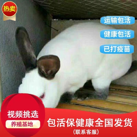 乌什县 伊拉兔 伊拉肉兔 伊拉兔多少钱一只 包运输，包回收