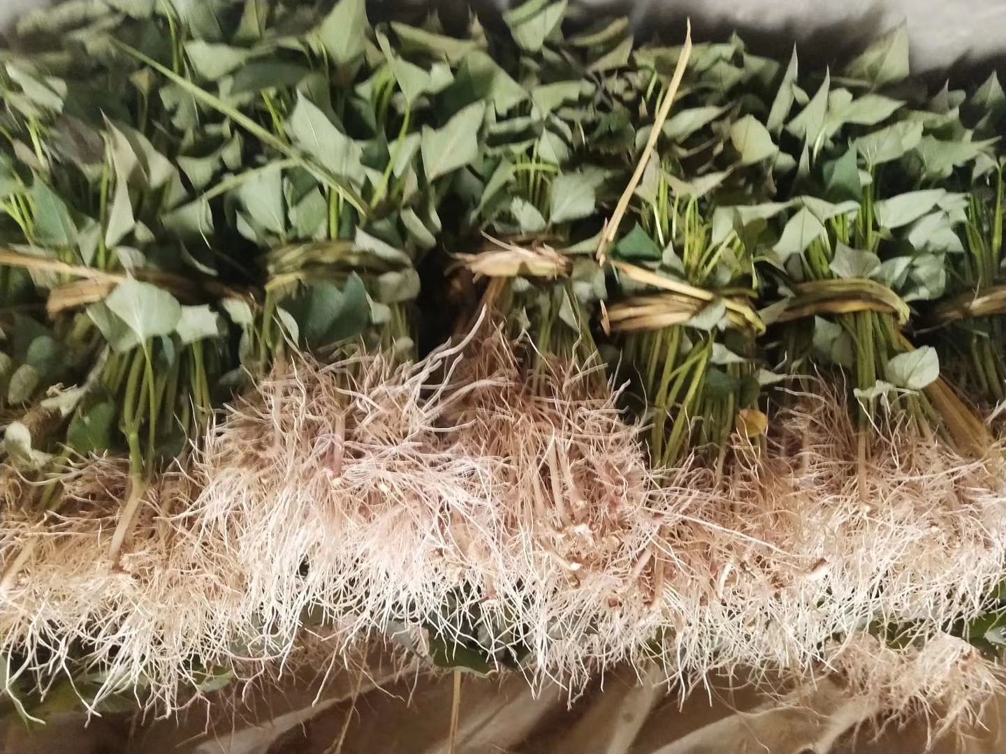 腾飞红薯苗 红薯苗