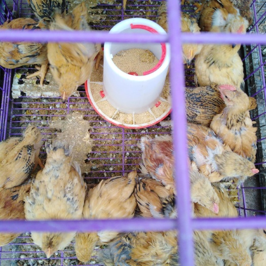 贵阳K9鸡苗 统货