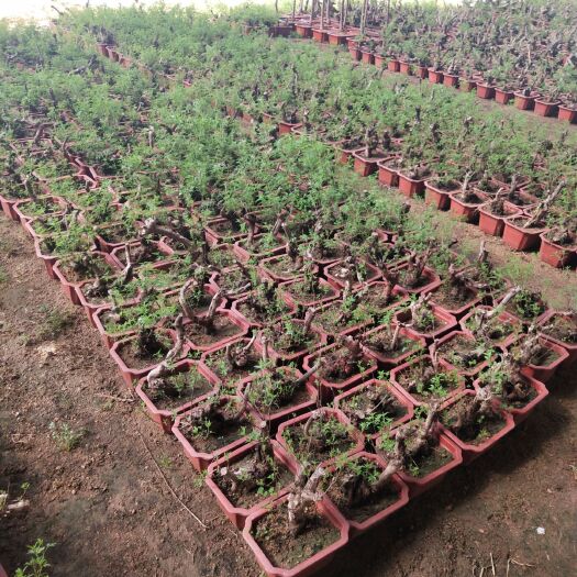 昌黎县根雕  黄荆根基地