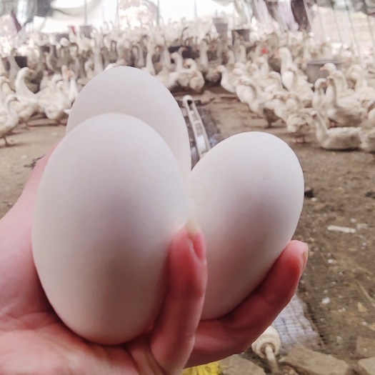 海城市 东北小白鹅🦢鲜鹅蛋  辽宁海城王家大院农家养殖基地