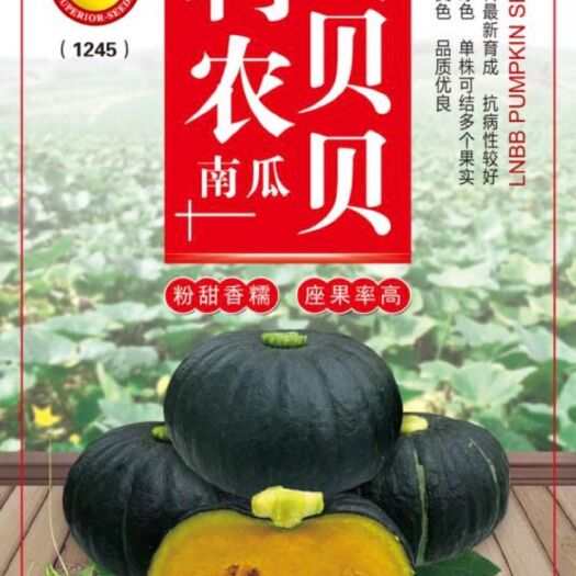汕头 和利农小贝贝南瓜种子