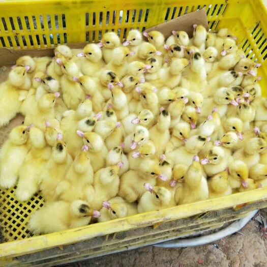 南宁 一点黑鸭苗