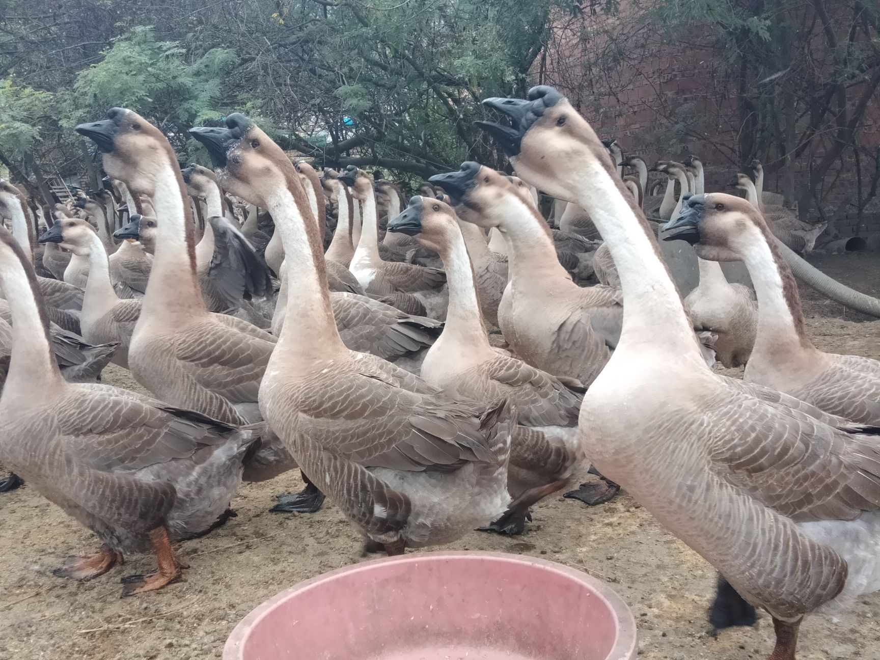 大种合浦狮头鹅苗，出壳包打疫苗，运输包运损！
