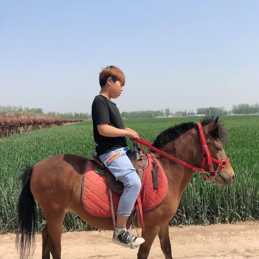 嘉祥县 德保矮马，国产矮马，纯种德保矮马，国产迷你马，小矮马