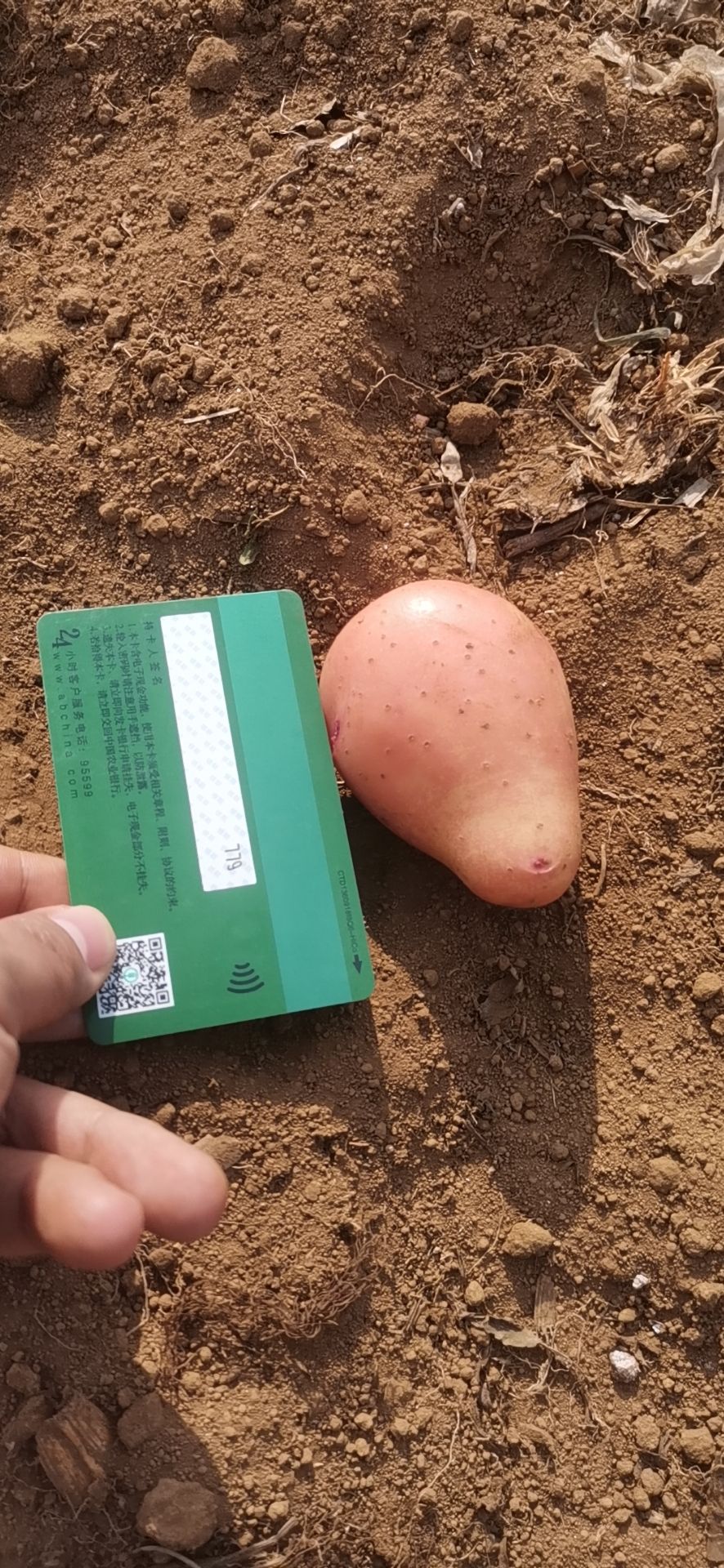 合作88号土豆 统货