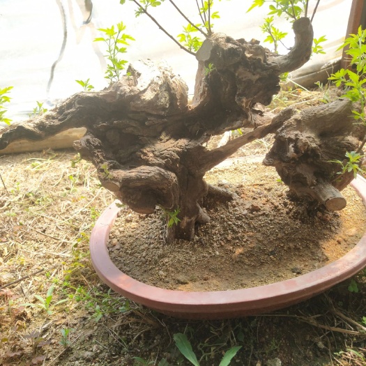 昌黎县黄荆桩