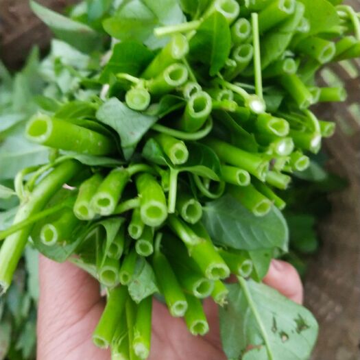 重庆市空心菜  诚信经营