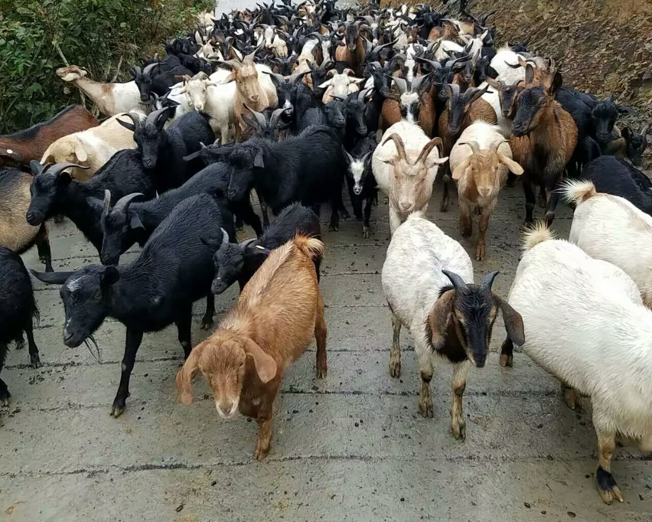  放养黑山羊小耳羊立耳羊本地黑山羊
