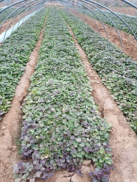 西瓜红红薯苗 西瓜红，烟薯25，挤薯，龙薯9