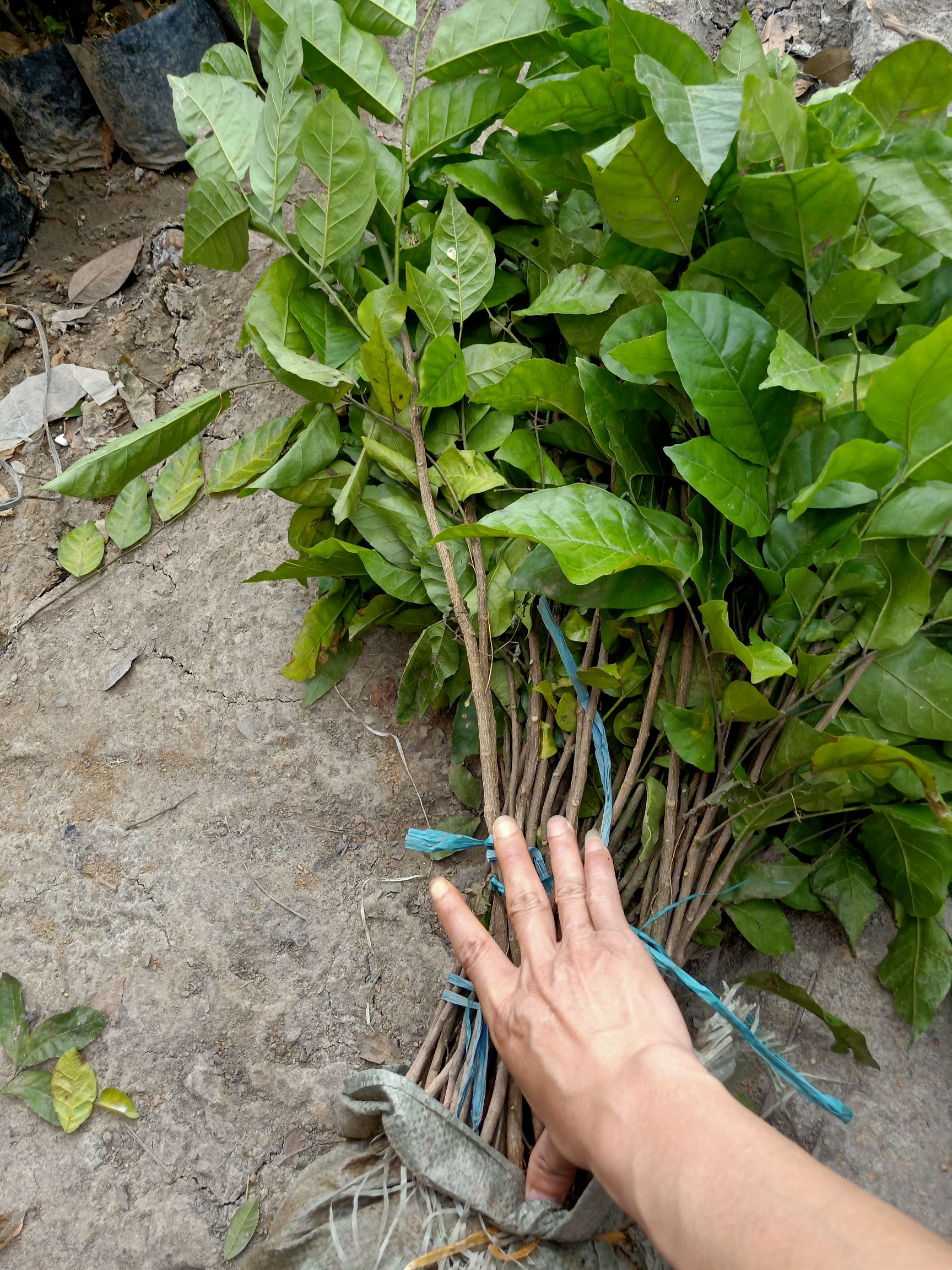 灵山县黄皮枝条 黄皮直生苗