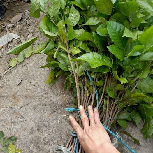 灵山县黄皮枝条 黄皮直生苗