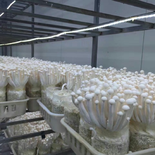 成都白灵菇 10元3袋自家种植