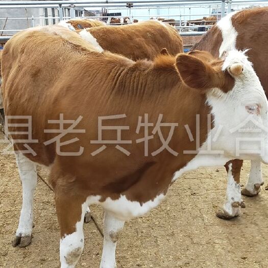 东丰县 吉林当地繁育母牛西门塔尔怀孕保踹母牛