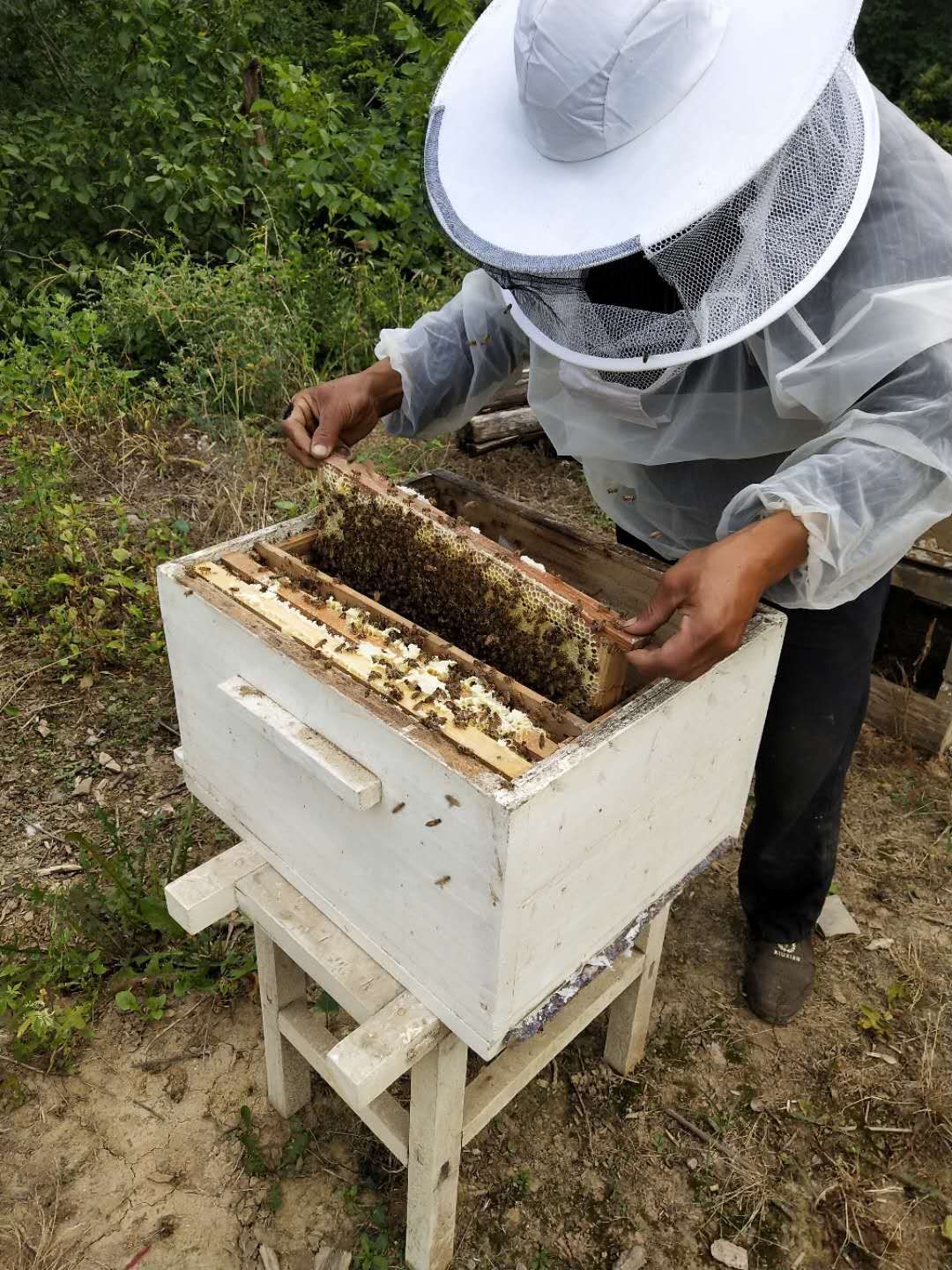 土蜂蜜 2年以上 42 本品不能代替药物