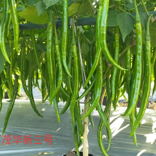 砀山县线椒种子 茂华新三号