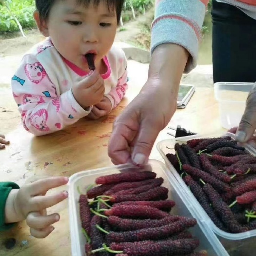 灵山县无籽大十果桑苗  包邮精品【广西灵山长果桑，大十果桑】嫁接苗/直销