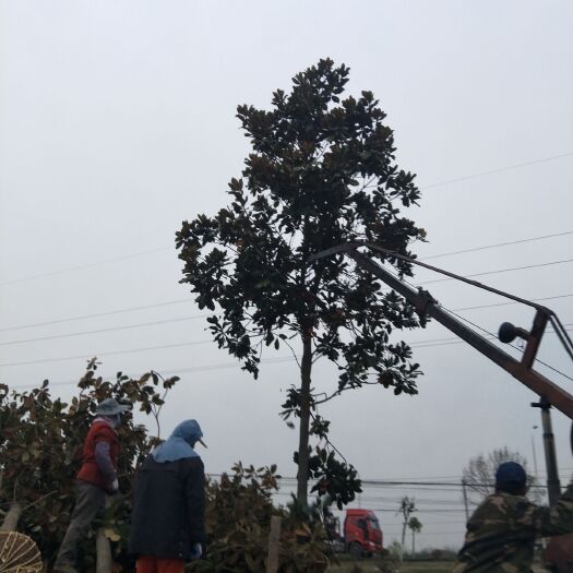 南京5-22公分广玉兰大量批发，价格优惠