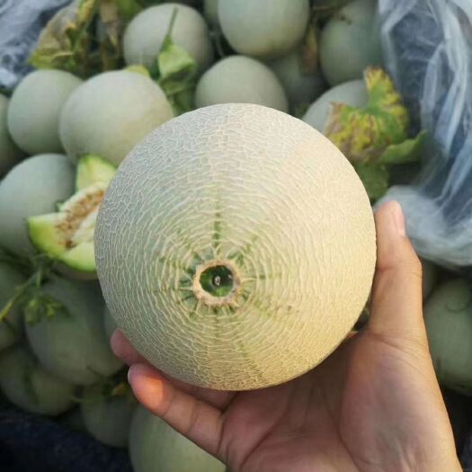 莘县鲁厚甜一号 鲁厚甜
