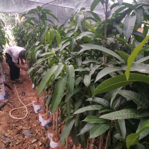 灵山县台农芒果苗 四季芒 桂七苗 金煌芒 台农苗各种规格都有货
