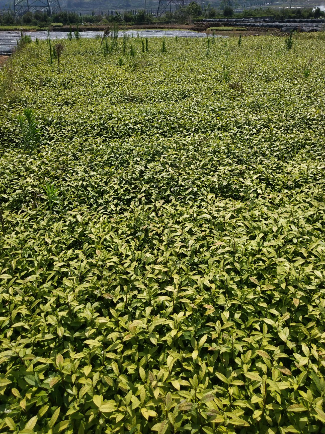 黄观音茶树苗 黄观音105茶苗