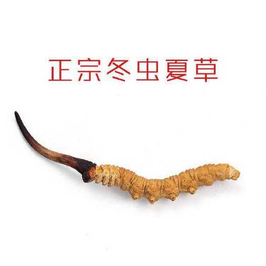 松潘县高原冬虫夏草
