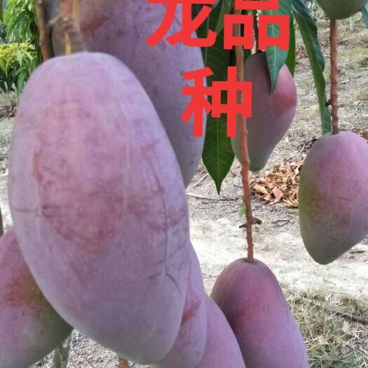 东方市红金龙芒果 4两以上 红金龙芒果 4两以上