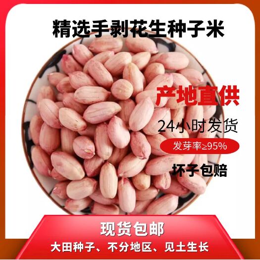 杞县河南开封杞县优质干花生 含杂低至0.5% 按需定制 支持代发