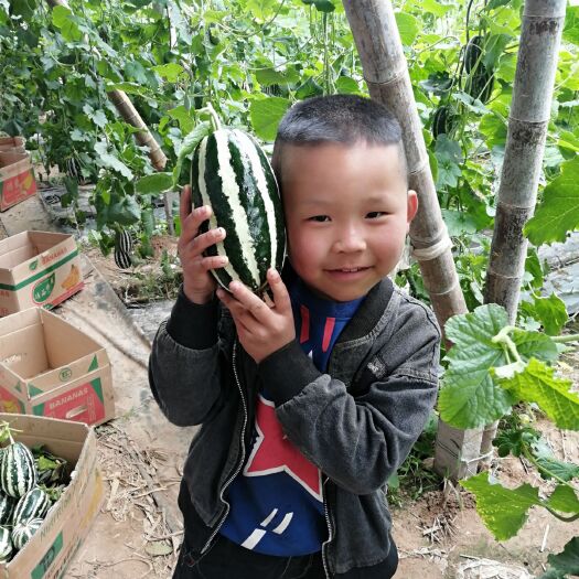 青县青县甜瓜，白瓜，博洋系列甜瓜