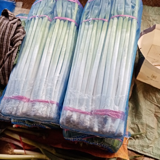 安丘市章丘大葱  铁杆大葱，长白大葱，货源充足，自己有加工大棚，实力代办。