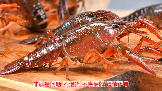 湘阴县岳阳小龙虾 中青4-6钱