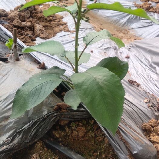新泰市美早苗 大量供应樱桃树苗，吉塞拉6号，