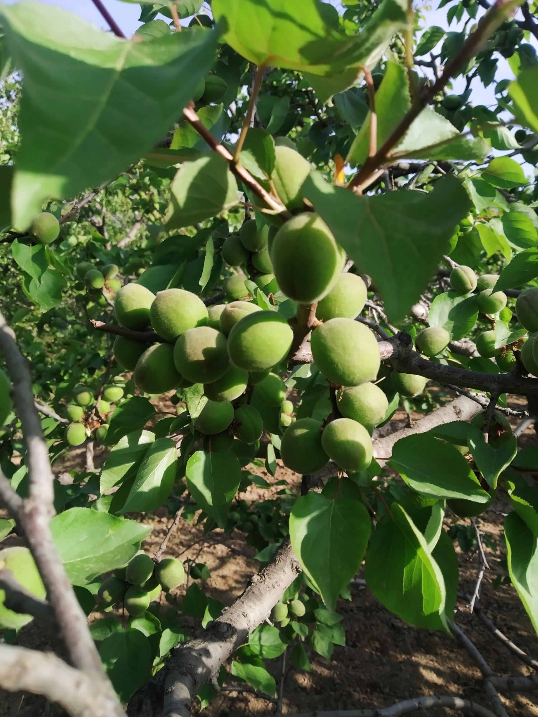  杏，青杏。邢台巨鹿贺保丰
