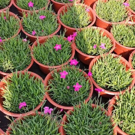 平湖市草花 黄金菊