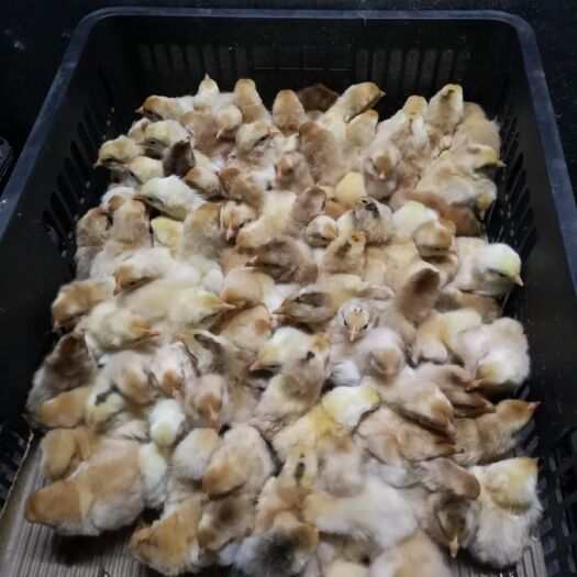 奉新县 皖南黄土鸡苗