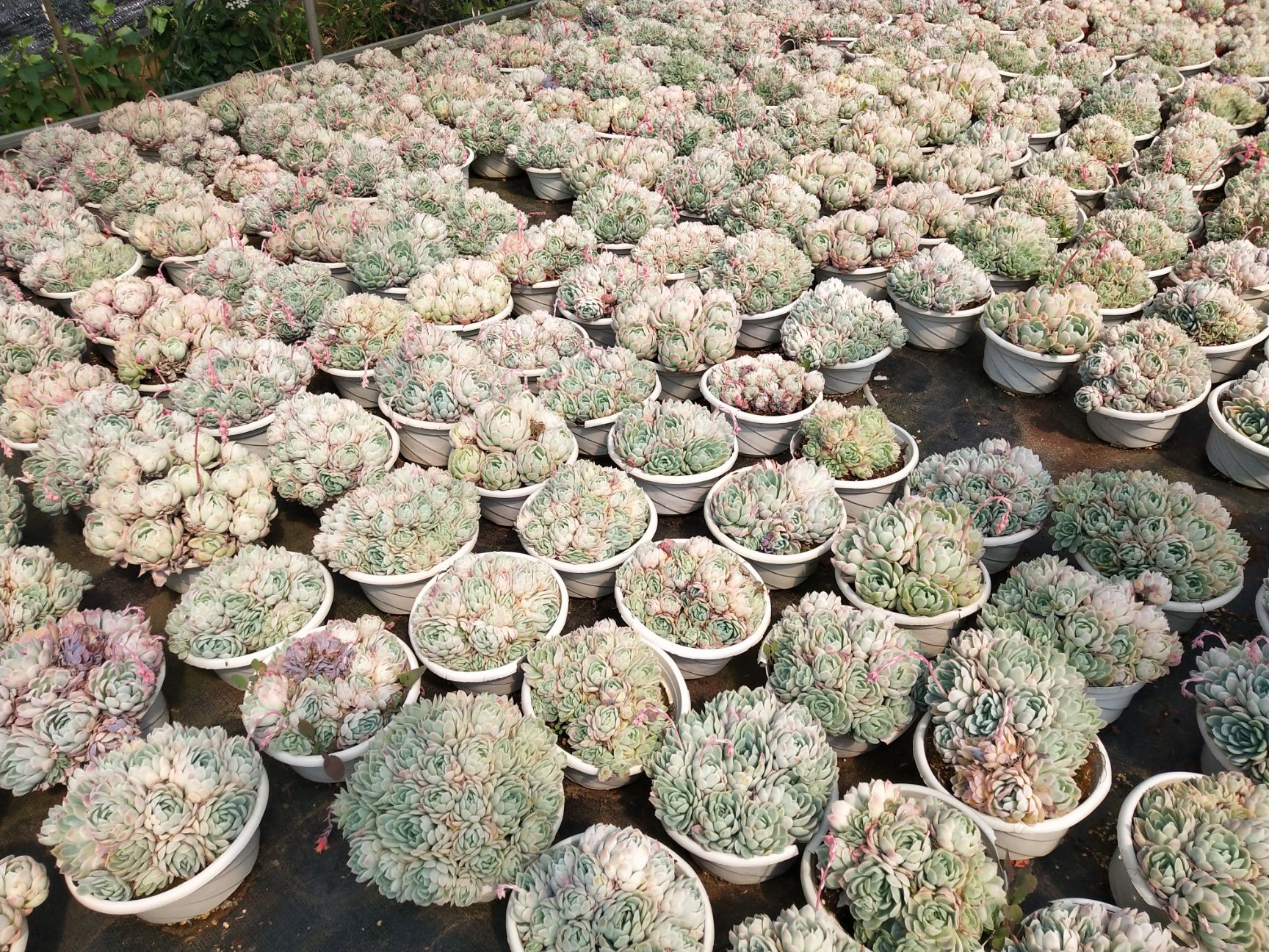  云南自家种植各类多肉植物乌木多肉蓝苹果多肉