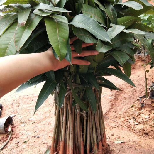 灵山县贵妃芒果苗 果大清甜，挂果率高