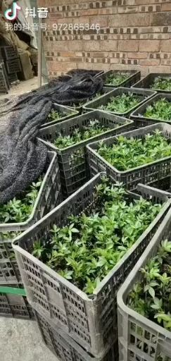 藤椒苗  藤椒杯苗，直生苗