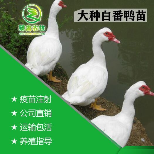 南宁 白番鸭苗，出壳包打疫苗，运输包活！