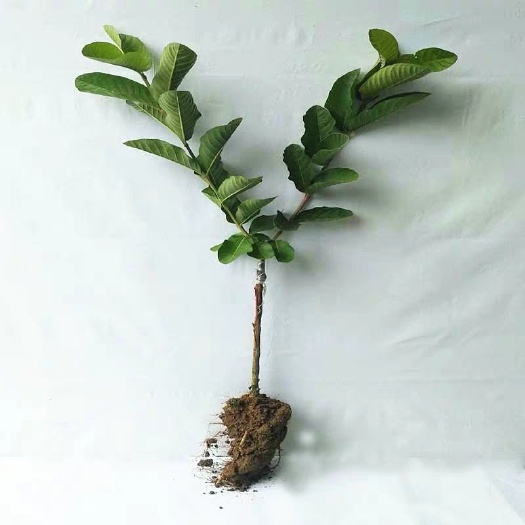 灵山县 珍珠四季番石榴苗芭乐苗红心番石榴苗嫁接苗番石榴苗当年结