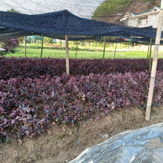 洪江市 红花继木地苗/杯苗