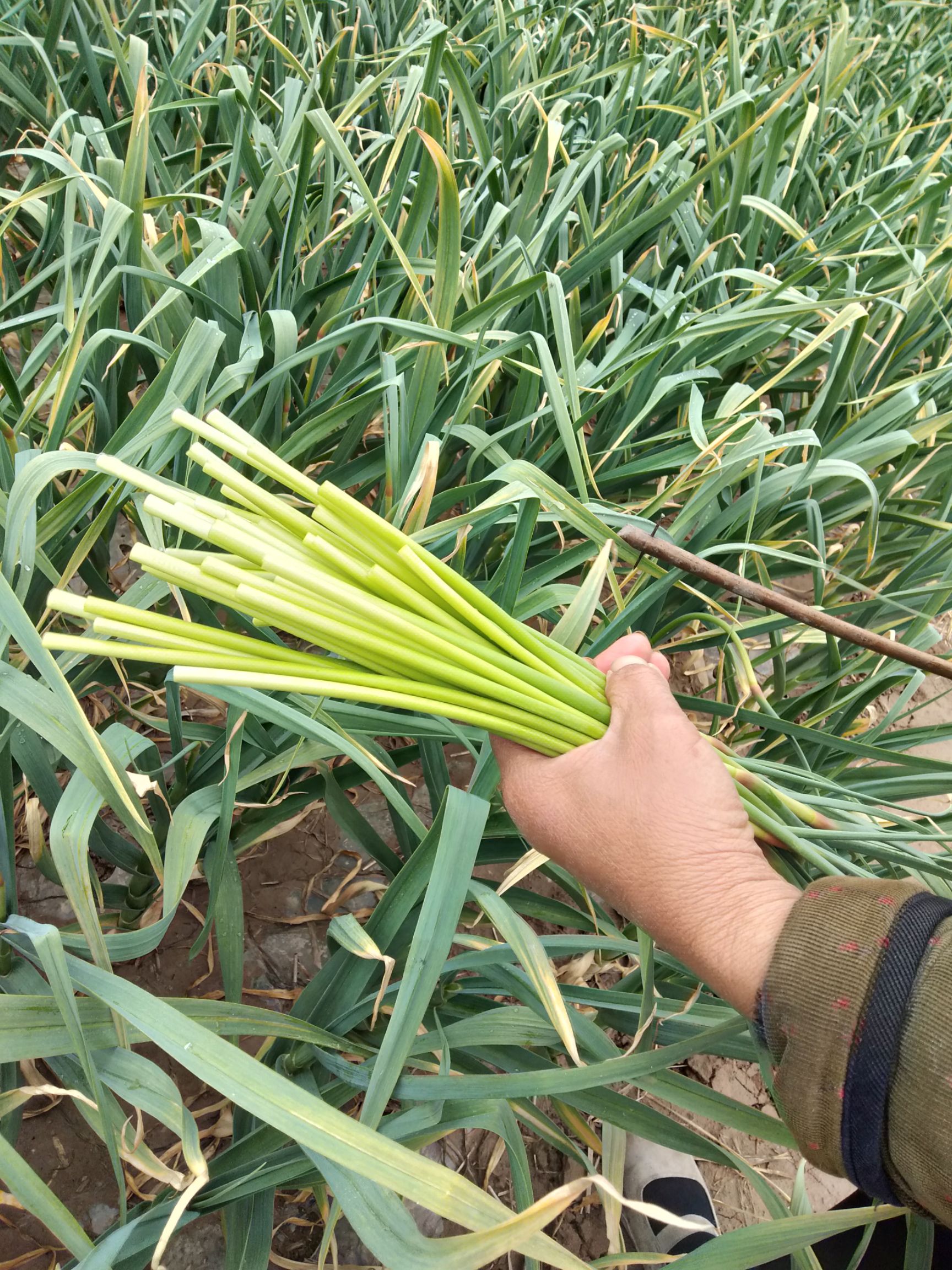 自家菜园种植纯绿色食品蒜苔