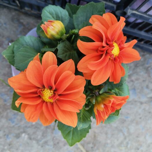 青州市小丽花种子  小丽花盆栽