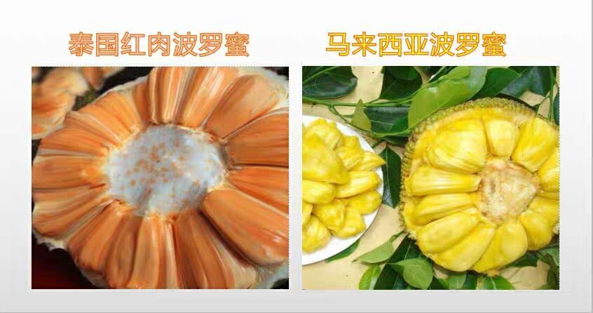 灵山县红肉菠萝蜜苗 泰国红肉波罗蜜苗 嫁接树苗 南方种植马来西亚波罗蜜树苗庭院地