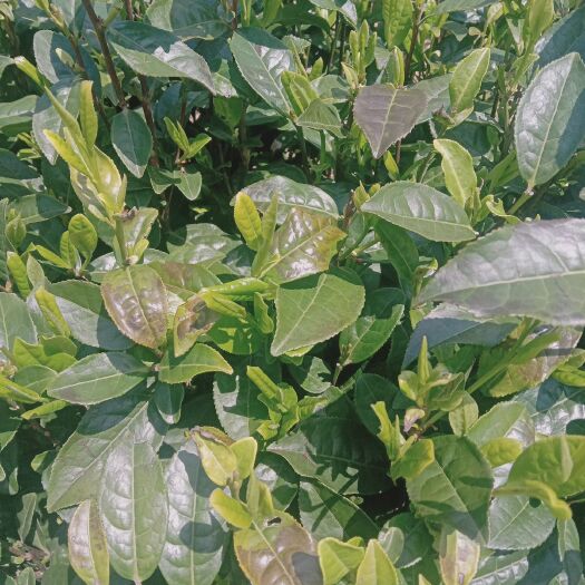 新昌县龙井茶 正宗大佛龙井（高山茶）